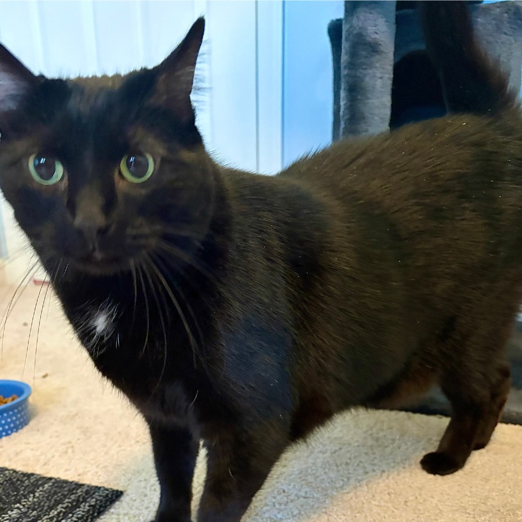 JINXIE - Domestic Shorthair available for adoption