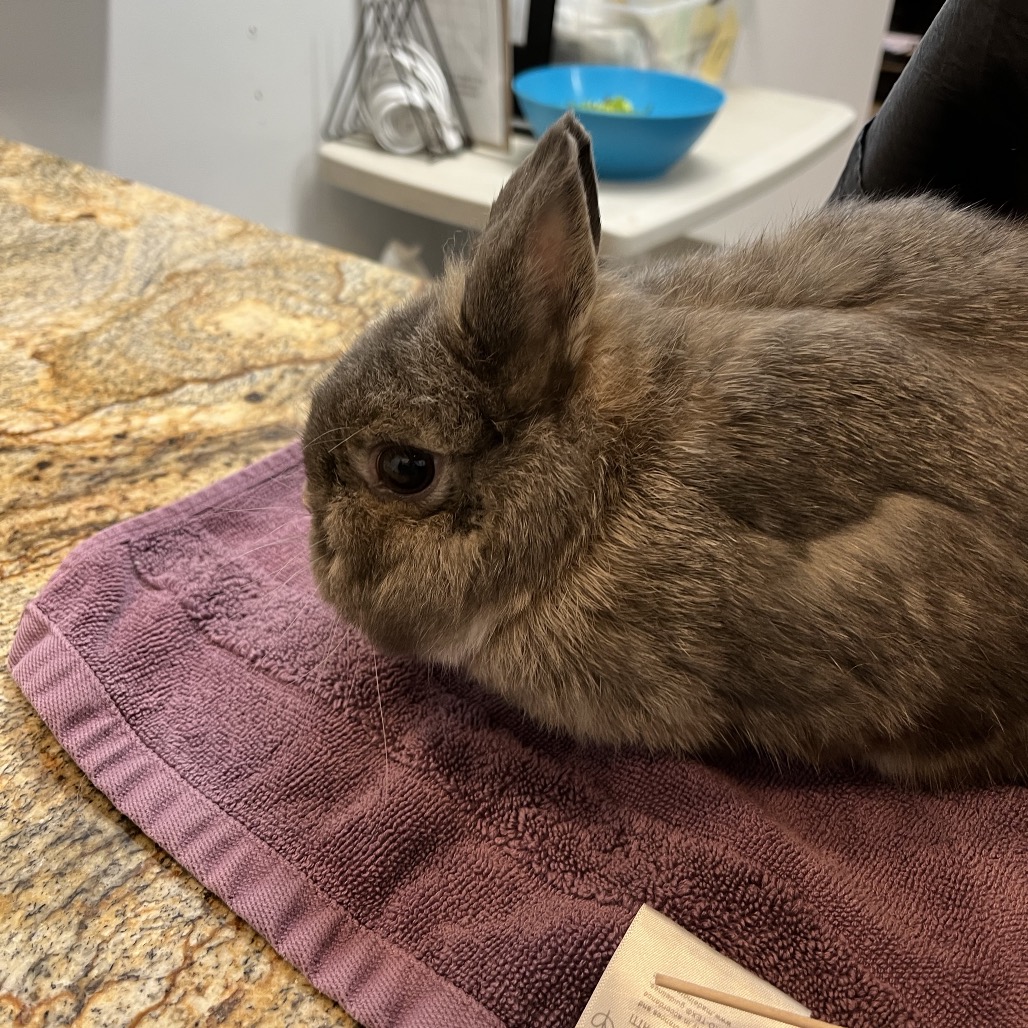 Randi (bonded to Acorn), photo 3