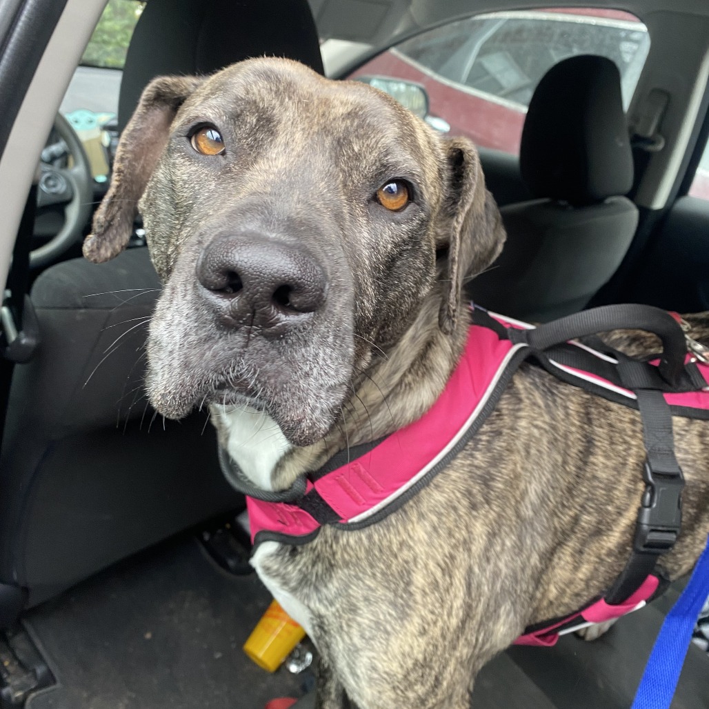 Mrs. Claus (I have a Secret Crush!), adoptable senior dog
