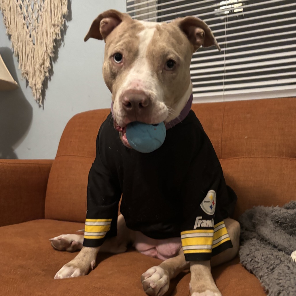 Photo of Persimmon 10