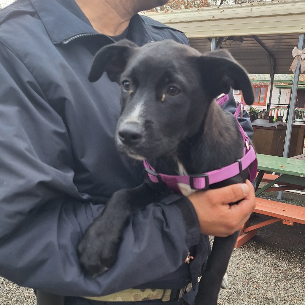 Kennel#11a Sprinkles's preview photo