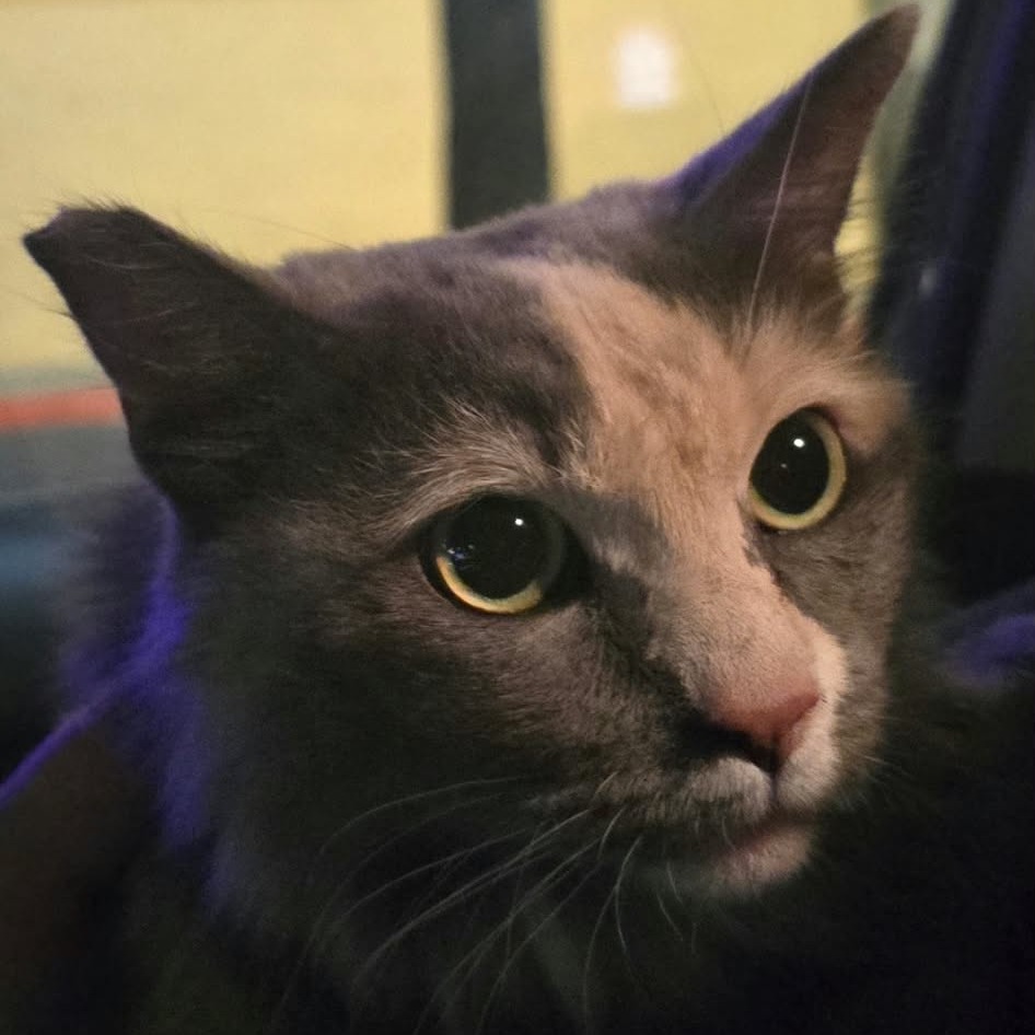 KALLIE - Domestic Medium Hair available for adoption
