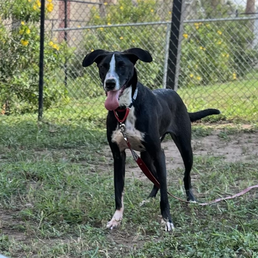 Macbeth , available for adoption at PVAS