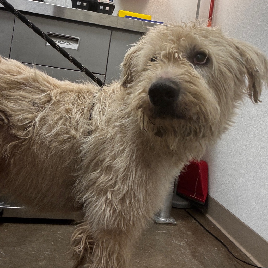 Shaggy photo 2