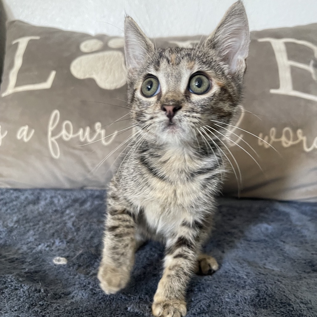 Maisie - Costa Mesa Location
