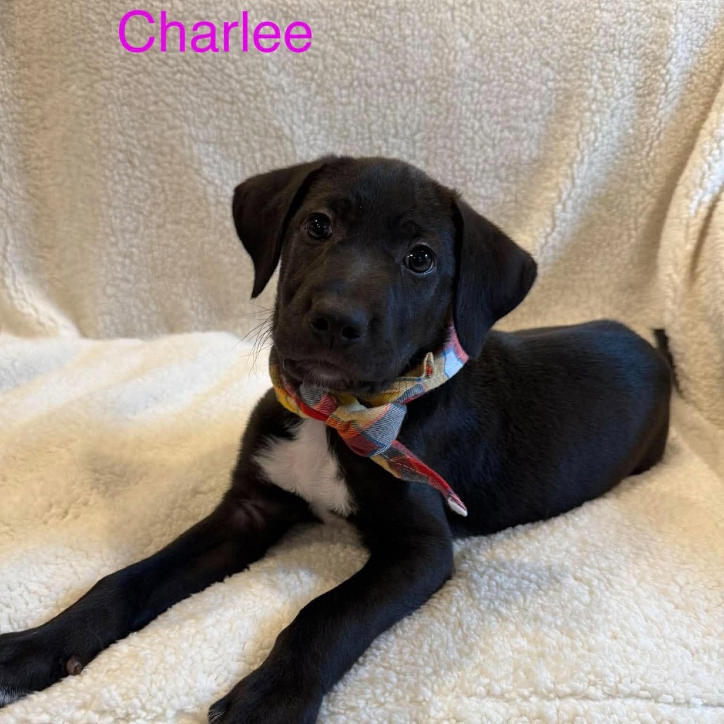 Charlee photo 6