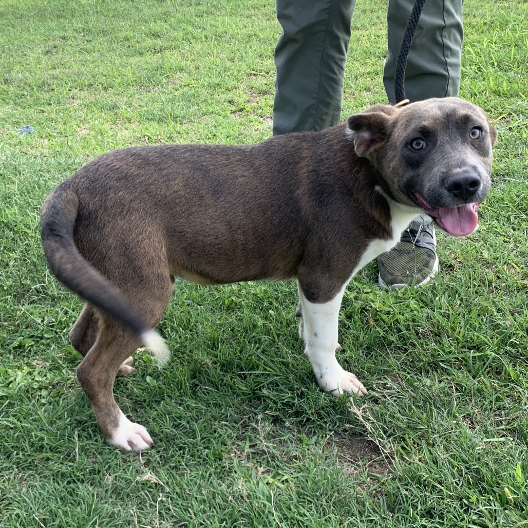 Stormy , available for adoption at PVAS