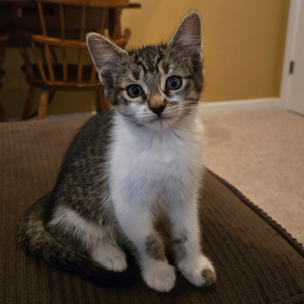 MILLIE - Domestic Shorthair available for adoption