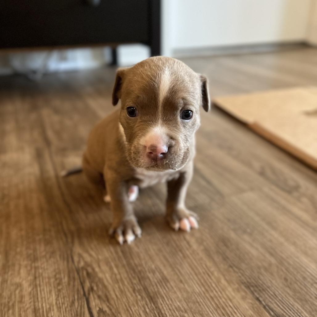 Cyan — thumbnail 2