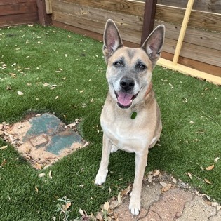 HOLLIE - Malinois, Belgian / Mix available for adoption