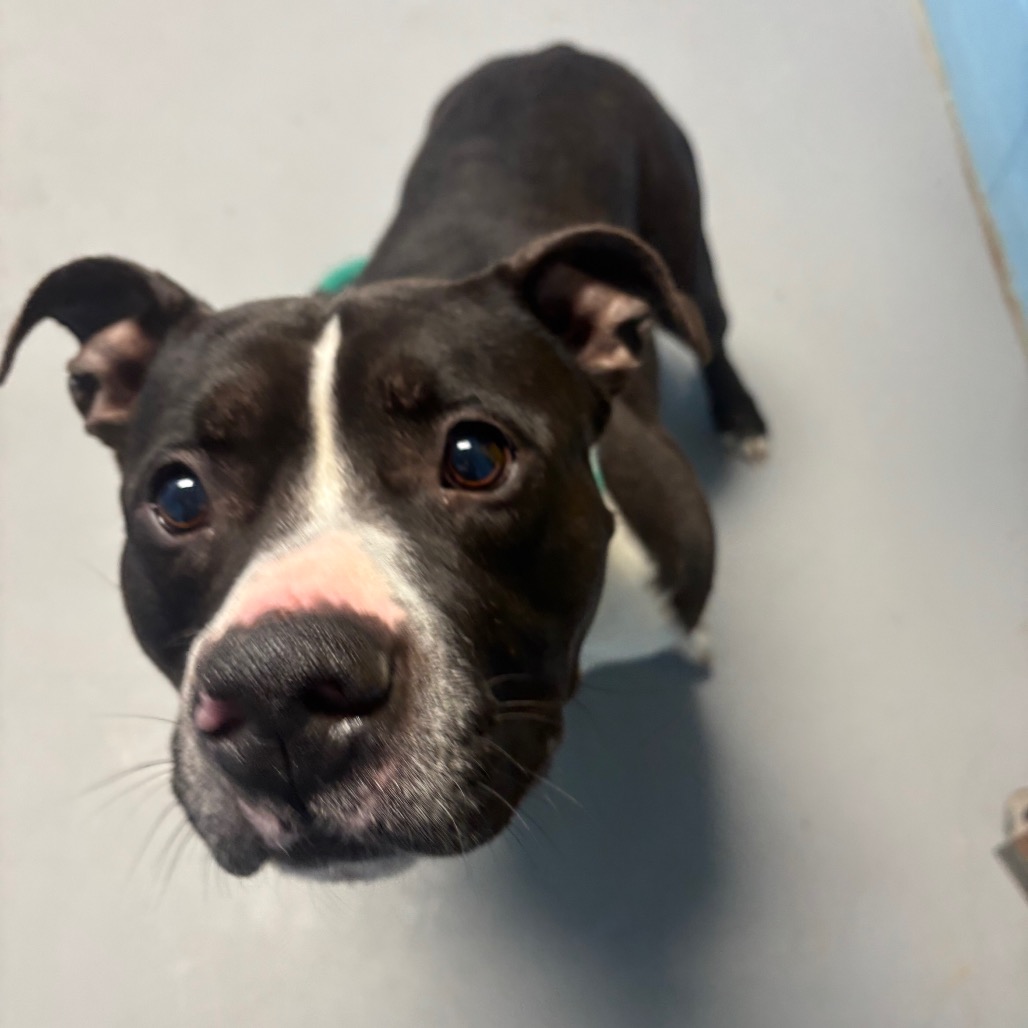 Simba — thumbnail 2