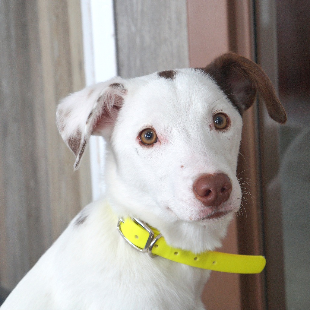 Lizzie — thumbnail 6