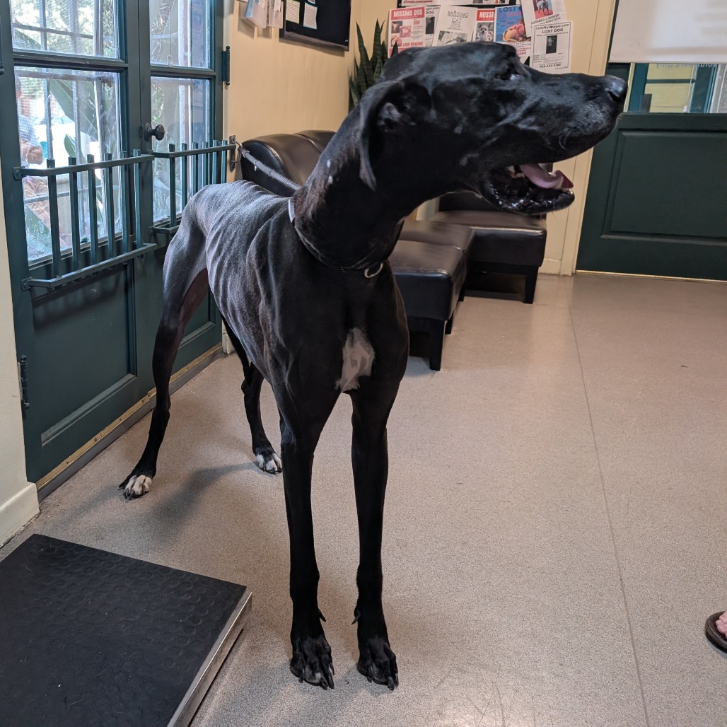 Great Dane
