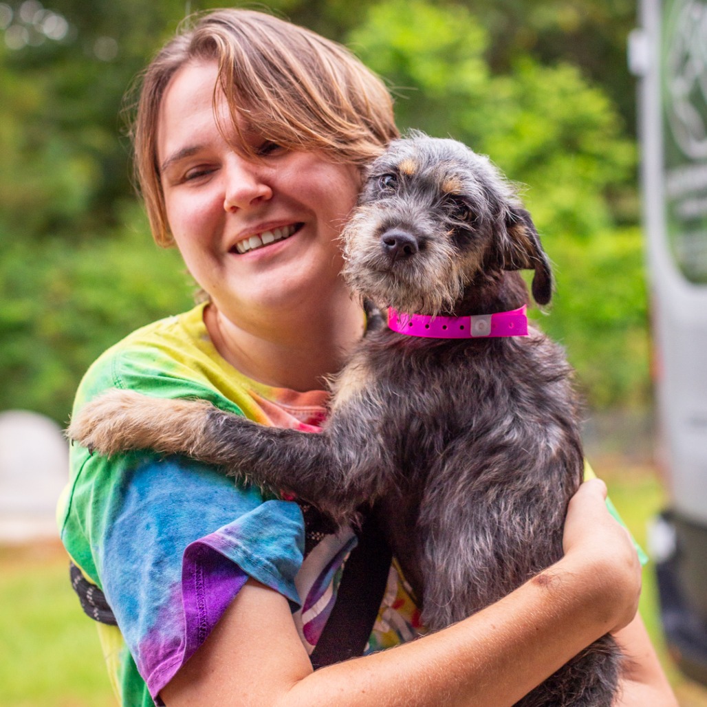 ARKIE - Schnauzer / Terrier available for adoption