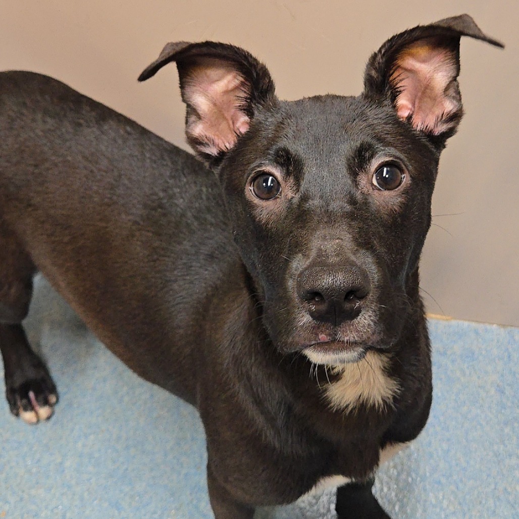 Bronco, available for adoption at PVAS