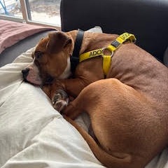 Scooby Doo — thumbnail 3