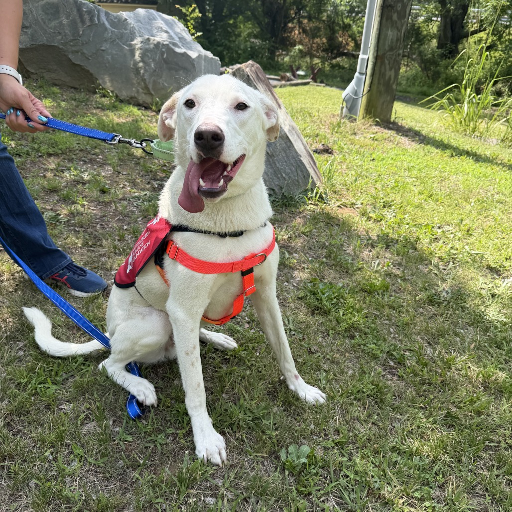 SNOWY - Mixed Breed (Medium) available for adoption