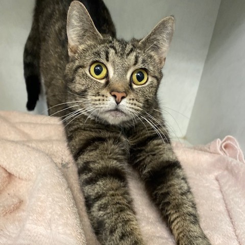 SILKIE - Domestic Shorthair available for adoption