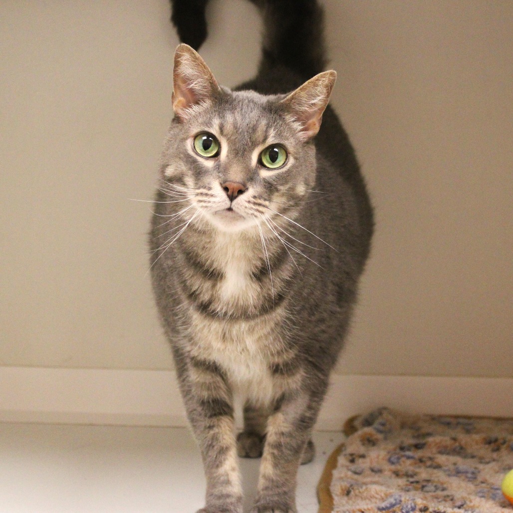 Rajah, photo 3