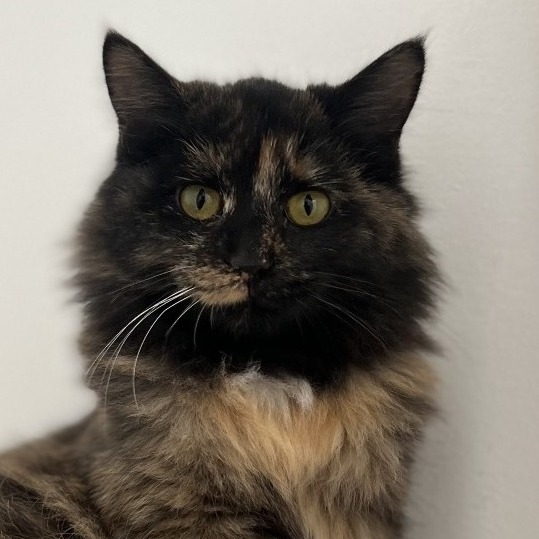 Buffy — thumbnail 5