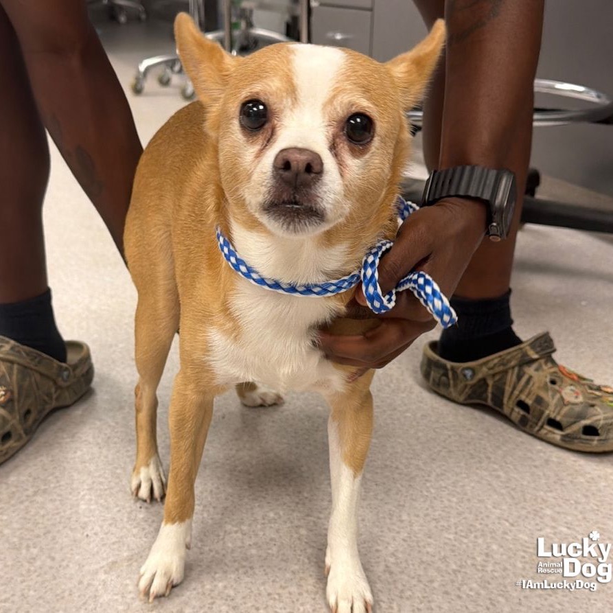QUEST - Chihuahua / Corgi, Cardigan Welsh available for adoption