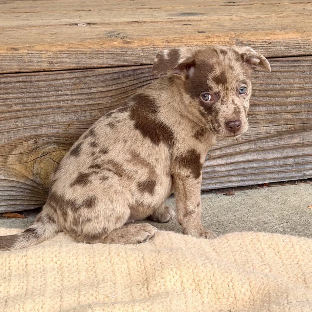 VELMA, photo 6