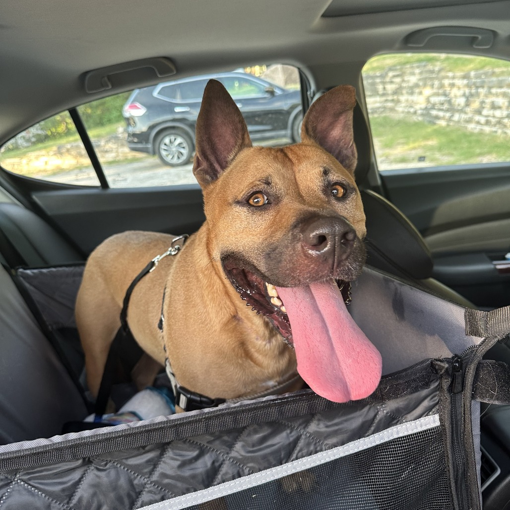 Scooby — thumbnail 8