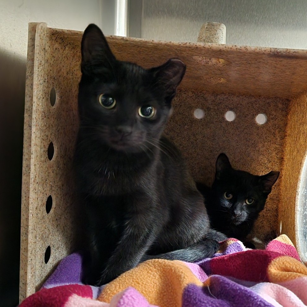 Flit-Foster