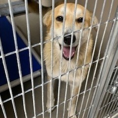 Kennel#21 Sista's preview photo