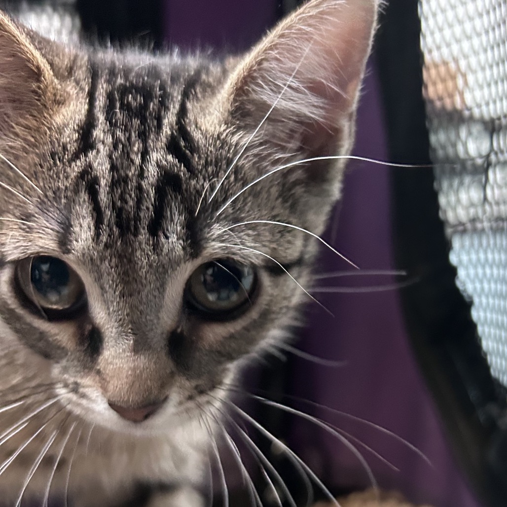 BITZY - Domestic Shorthair available for adoption