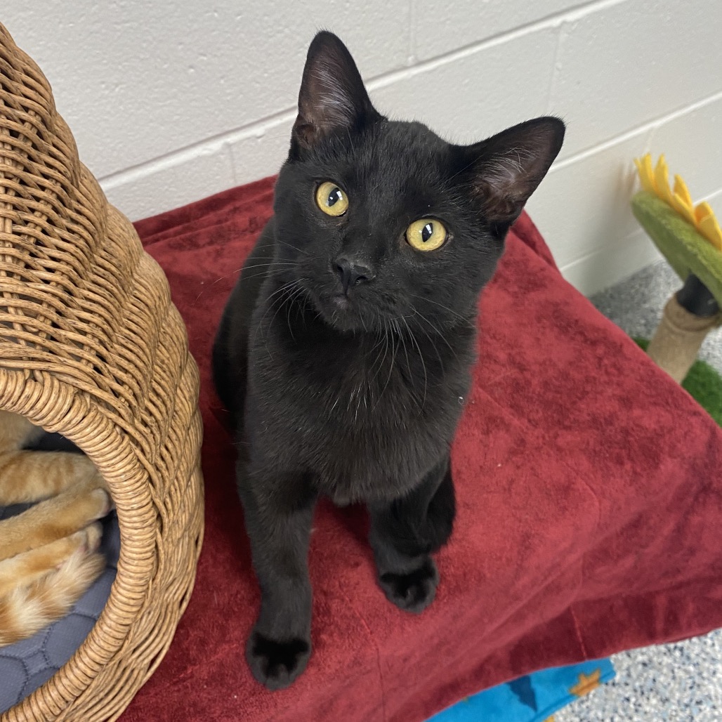 MAGNUS - Domestic Shorthair available for adoption