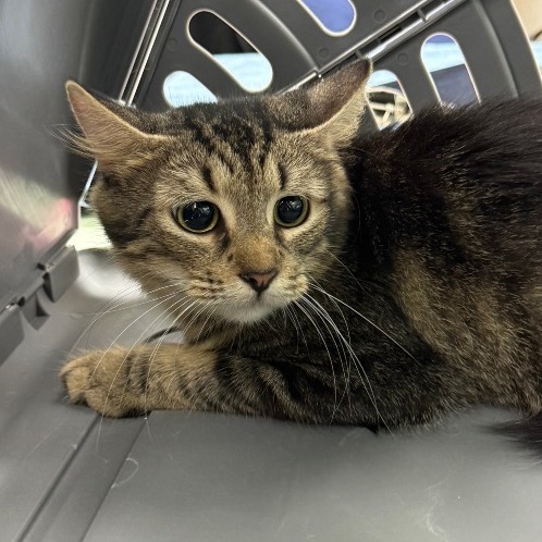WEBBY - Domestic Shorthair available for adoption