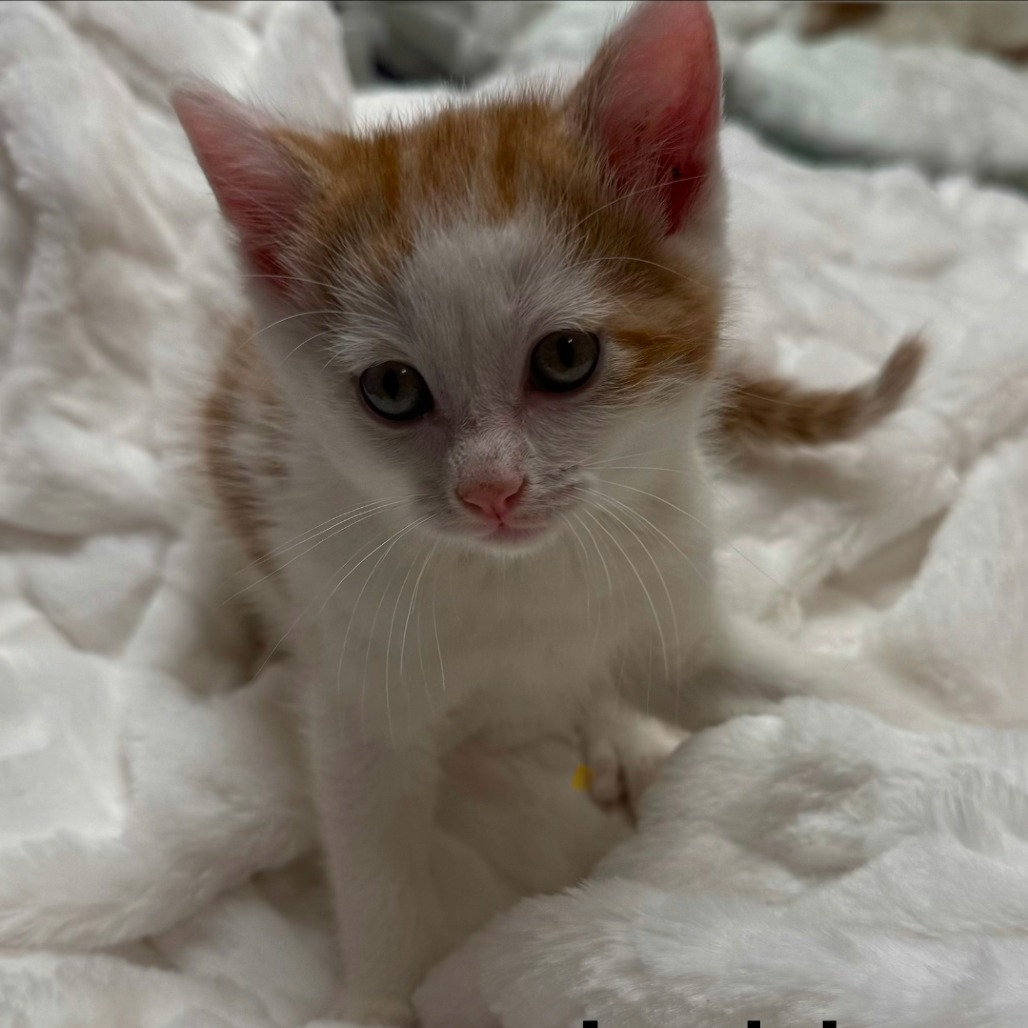LOKI - Domestic Medium Hair available for adoption