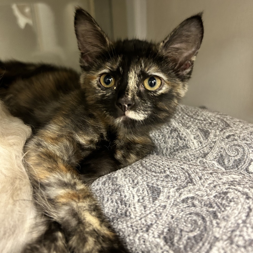 Marble (pink collar) - Domestic Shorthair