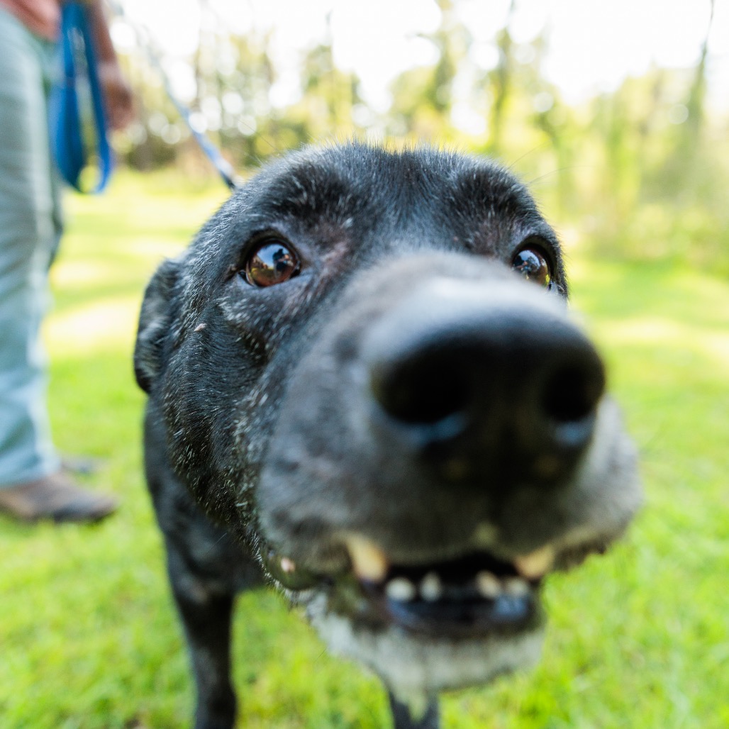 Dozer, photo 12