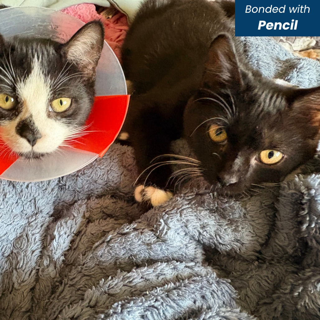 ERASER [PURPLE] - Domestic Shorthair available for adoption