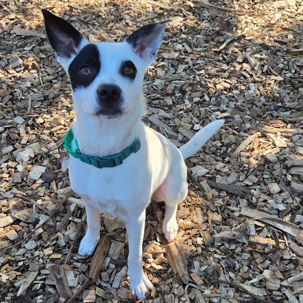 Gizmo, photo 12