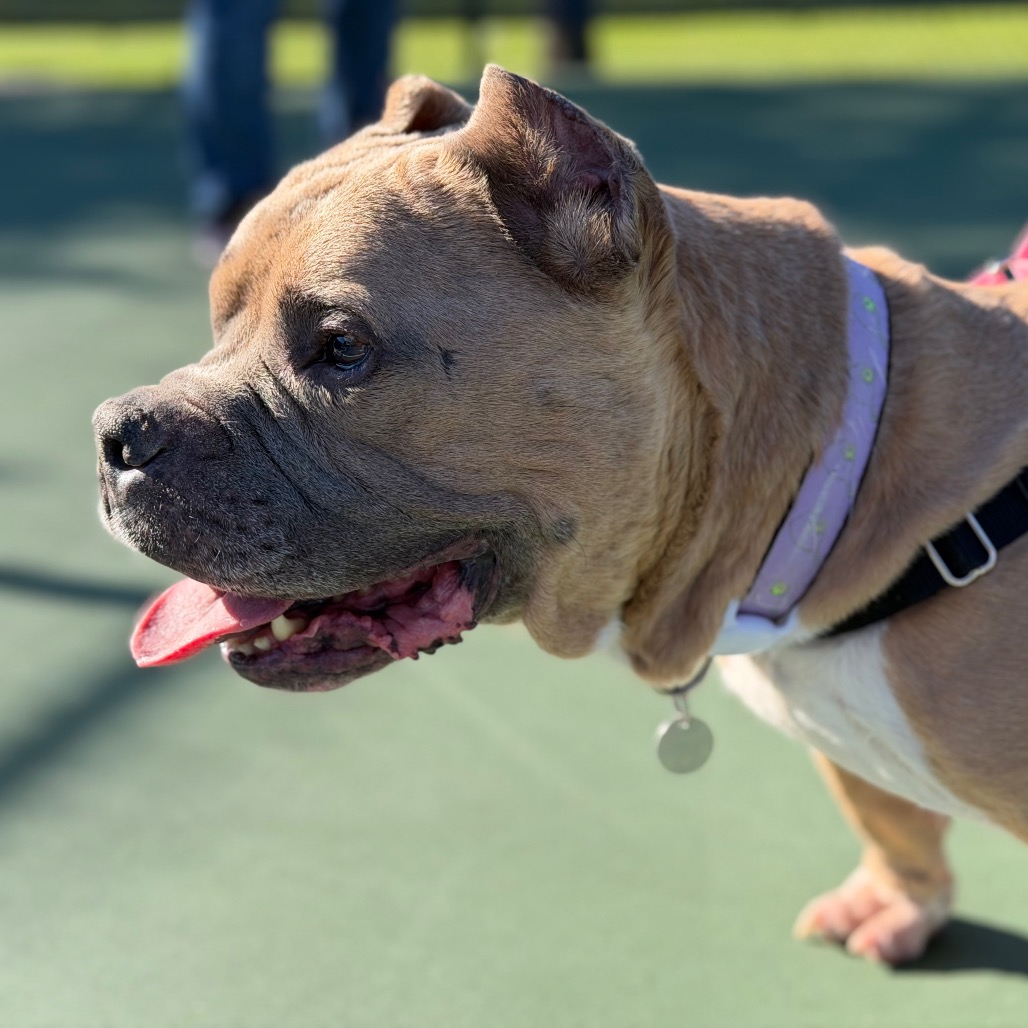 Dink, photo 27