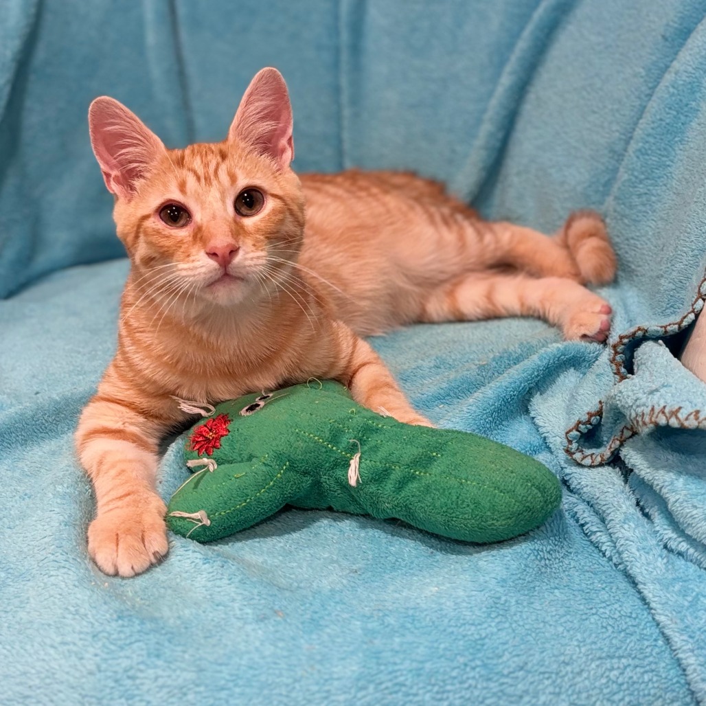 Mr. Fuzz & Remy *Bonded Pair*, photo 7