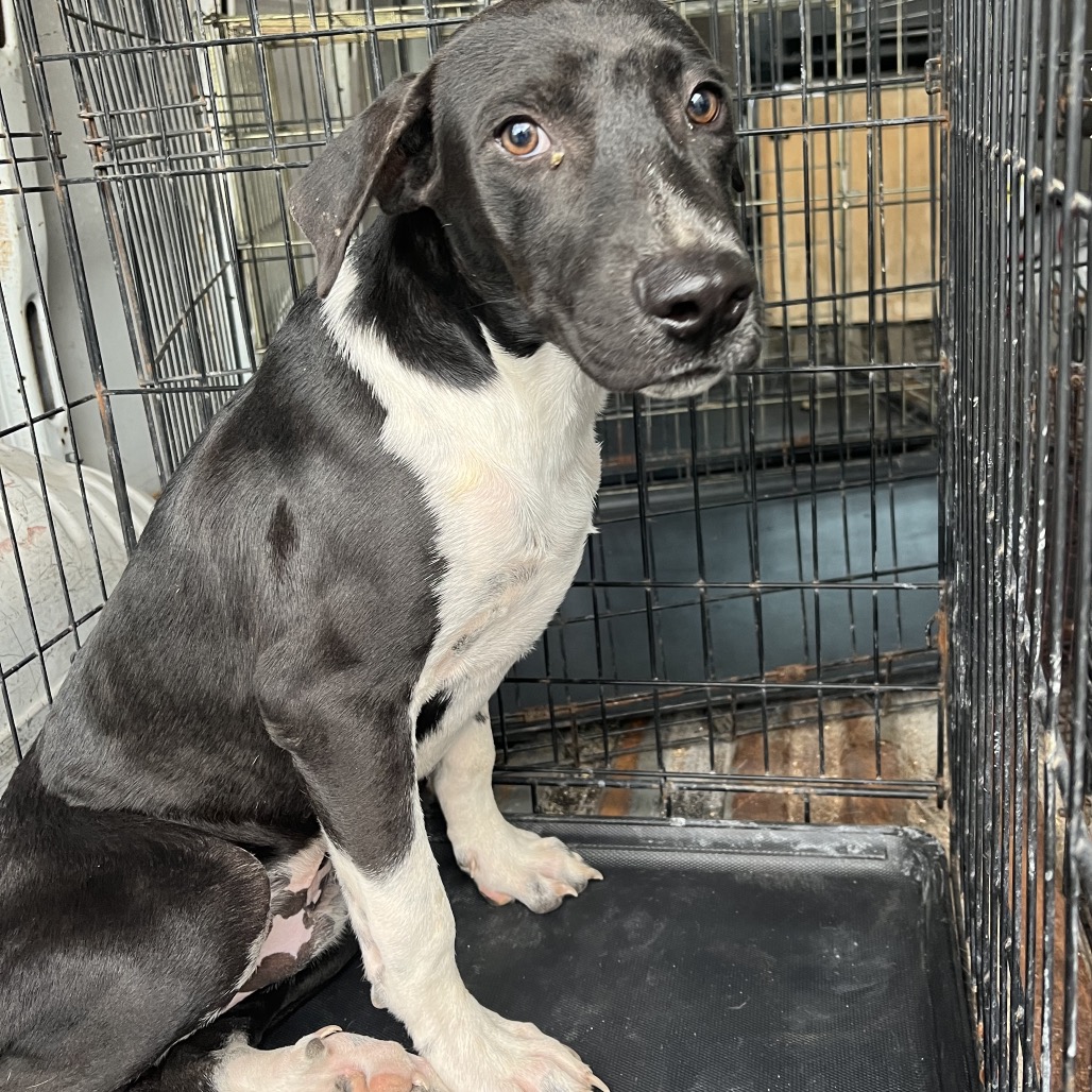 DIPPER - Retriever / Labrador available for adoption