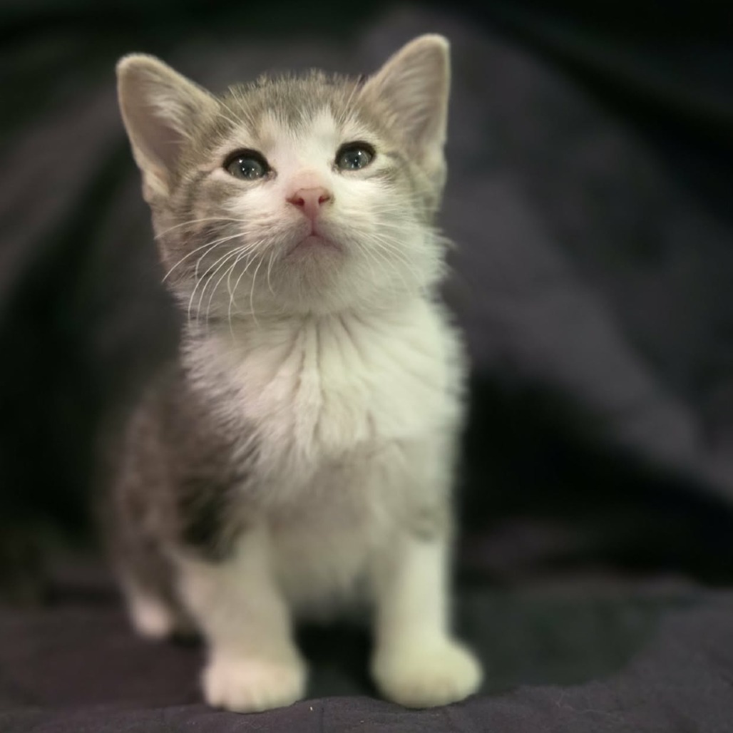 Fred, available for adoption