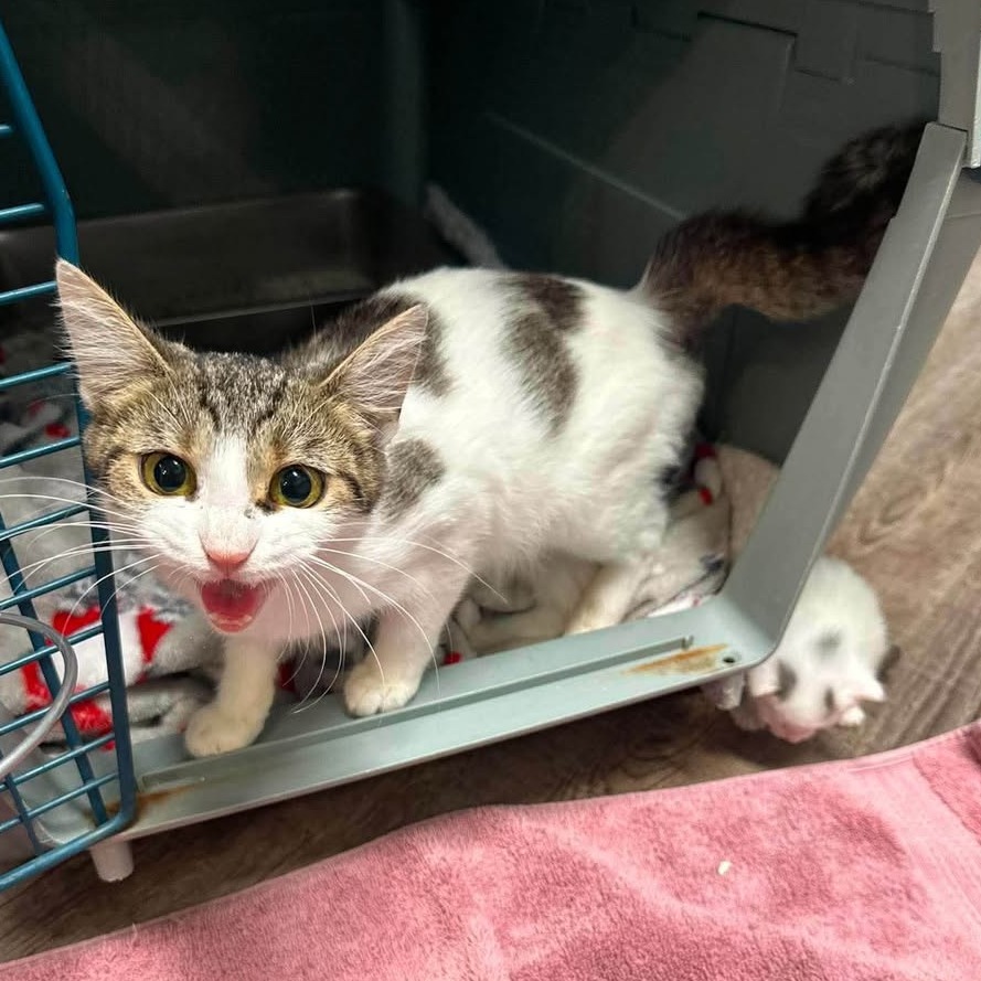 RICE KRISPIE - Domestic Shorthair available for adoption