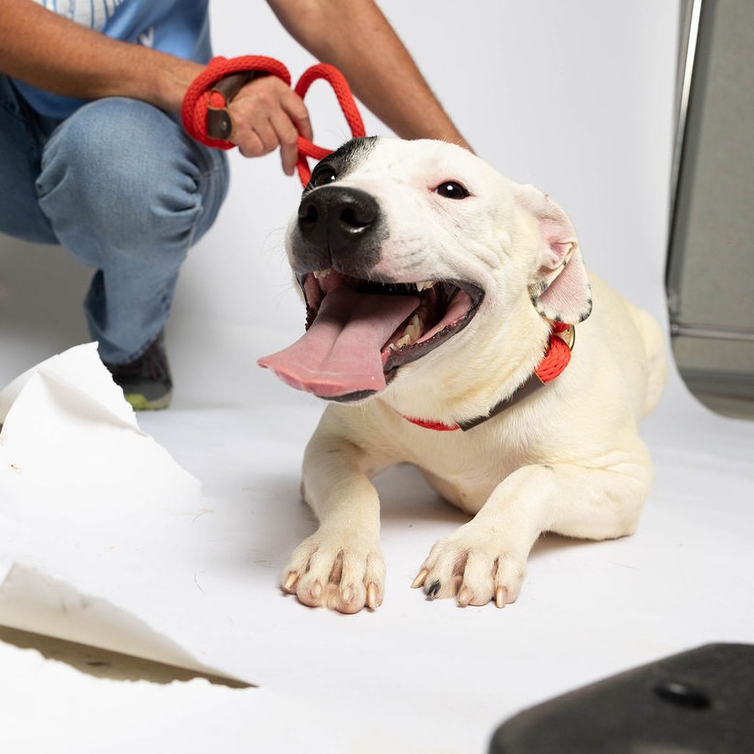 CARLY - Mixed Breed (Medium) available for adoption
