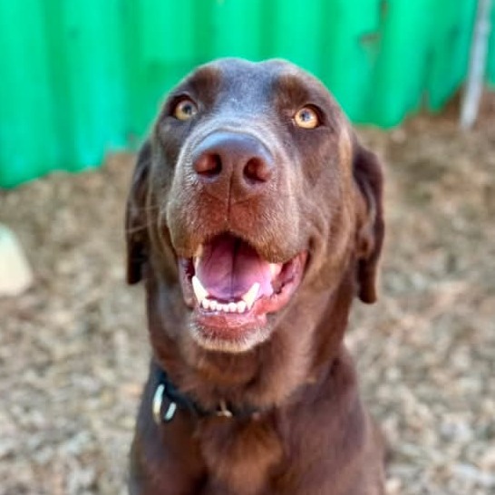 Labrador Retriever