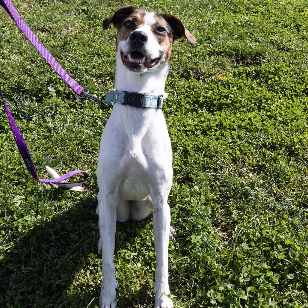 TULA *DEAF* - Beagle / Mixed Breed (Medium) available for adoption