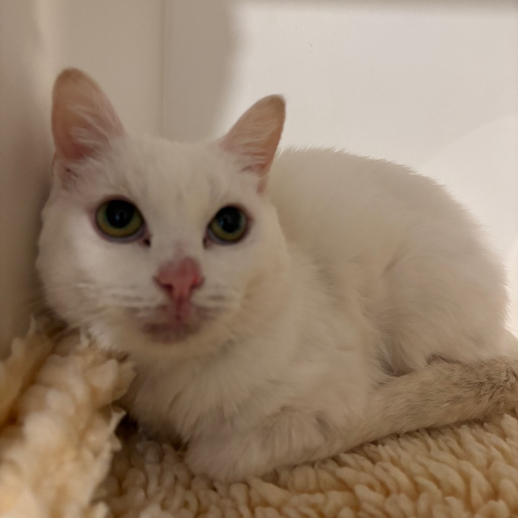 FROZEN - Domestic Shorthair available for adoption