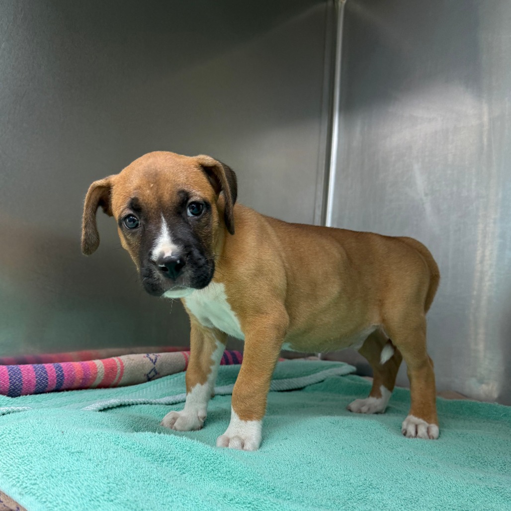 PACO - Boxer available for adoption