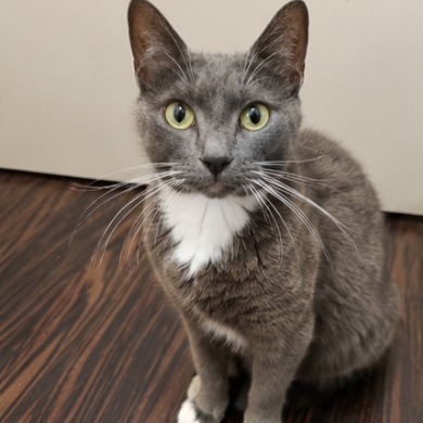 BABS - Domestic Shorthair available for adoption