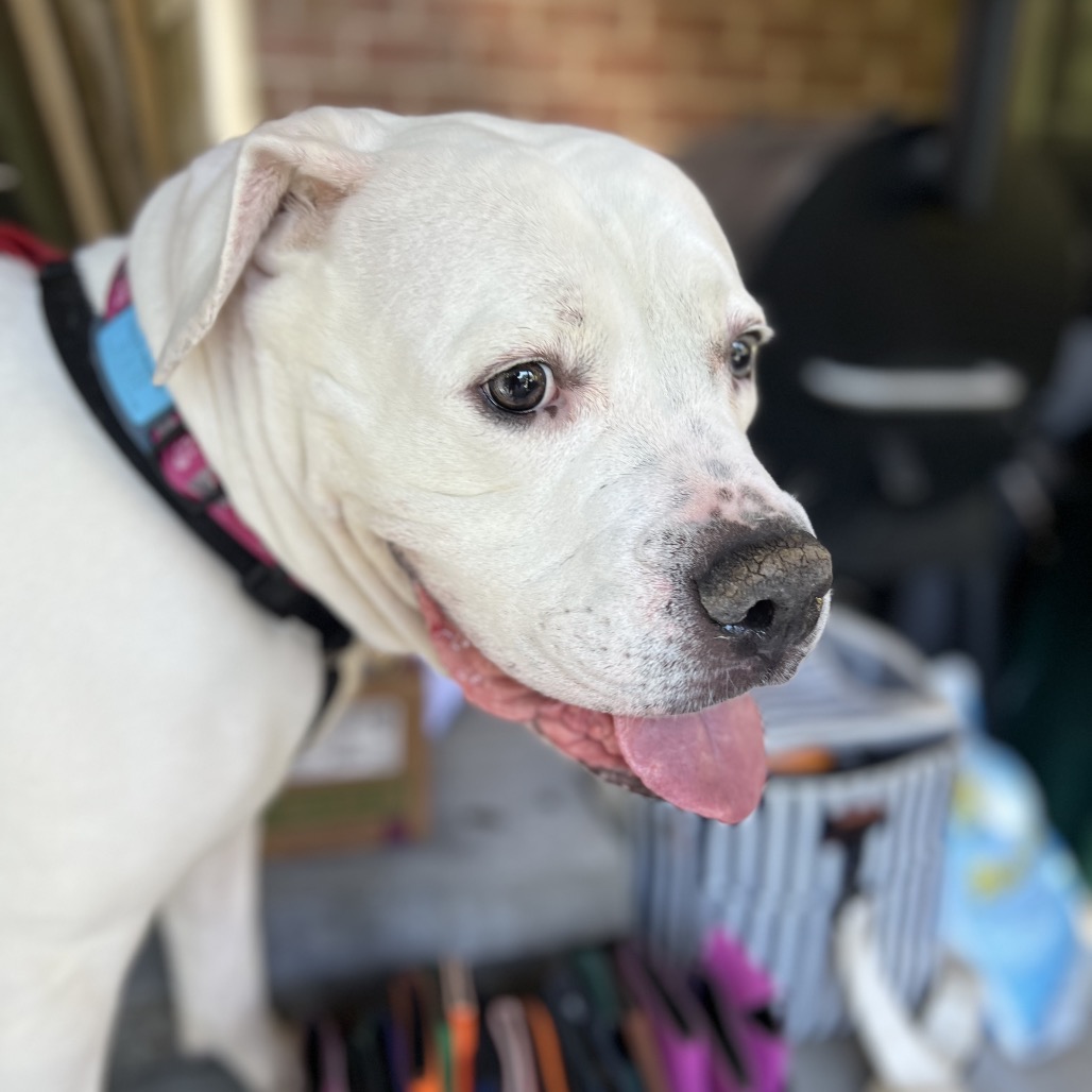 Marley, photo 38
