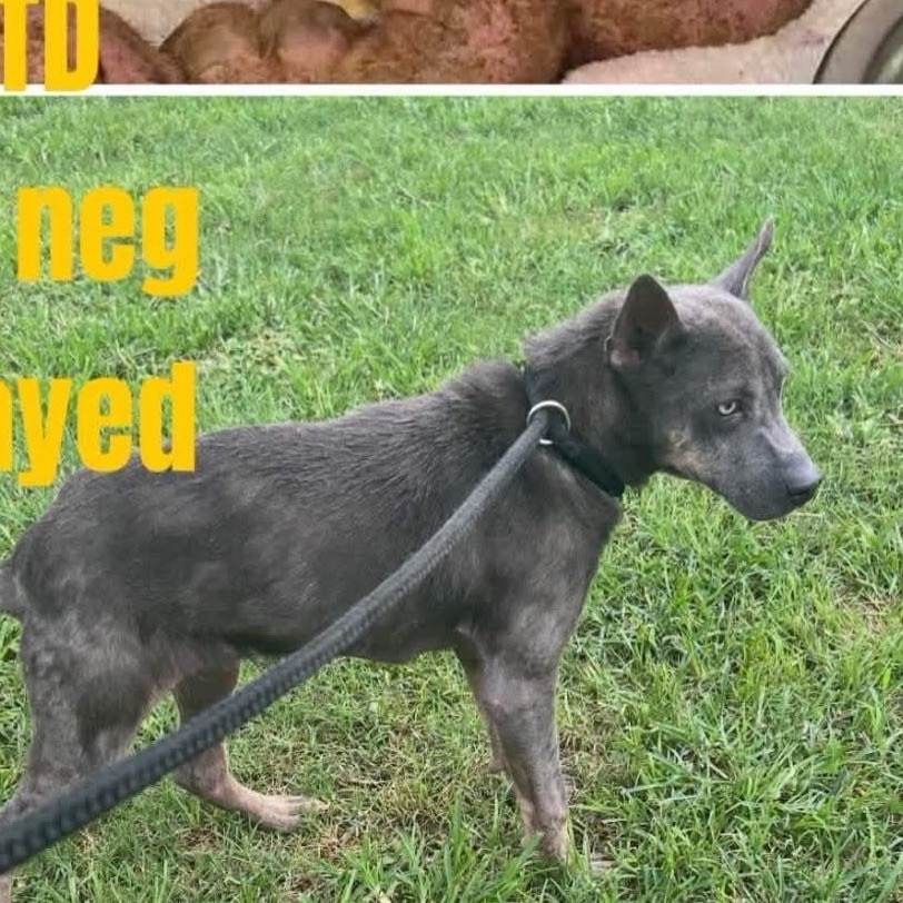 JEWEL-3977 - Mixed Breed (Medium) available for adoption